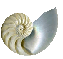 nautilus