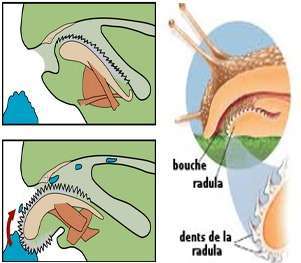 système radulaire d'un escargot