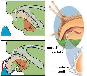 radula system of a snail