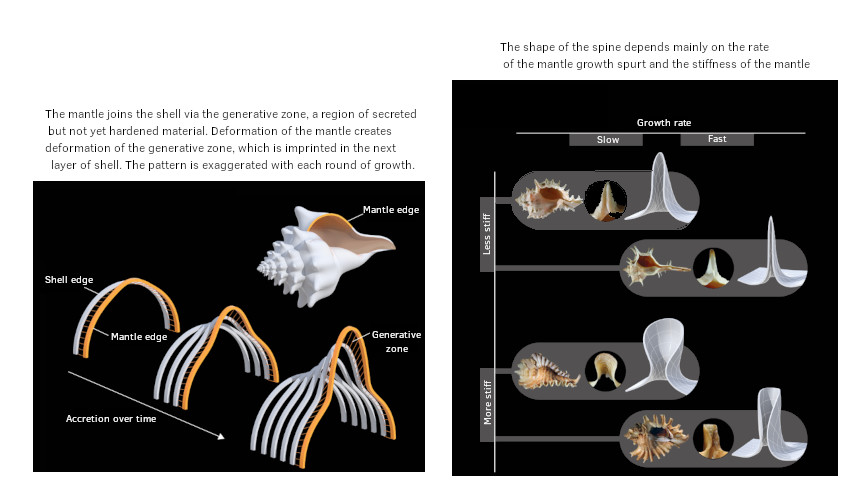 spines