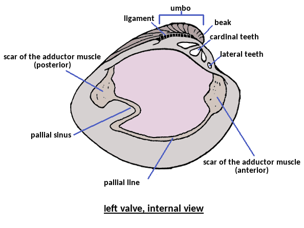 valve anatomy